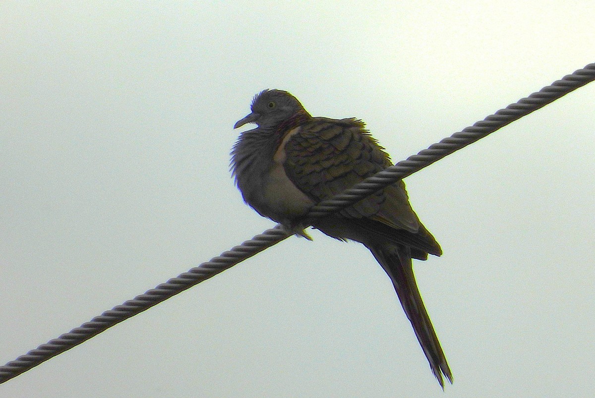 Bar-shouldered Dove - Monica Mesch