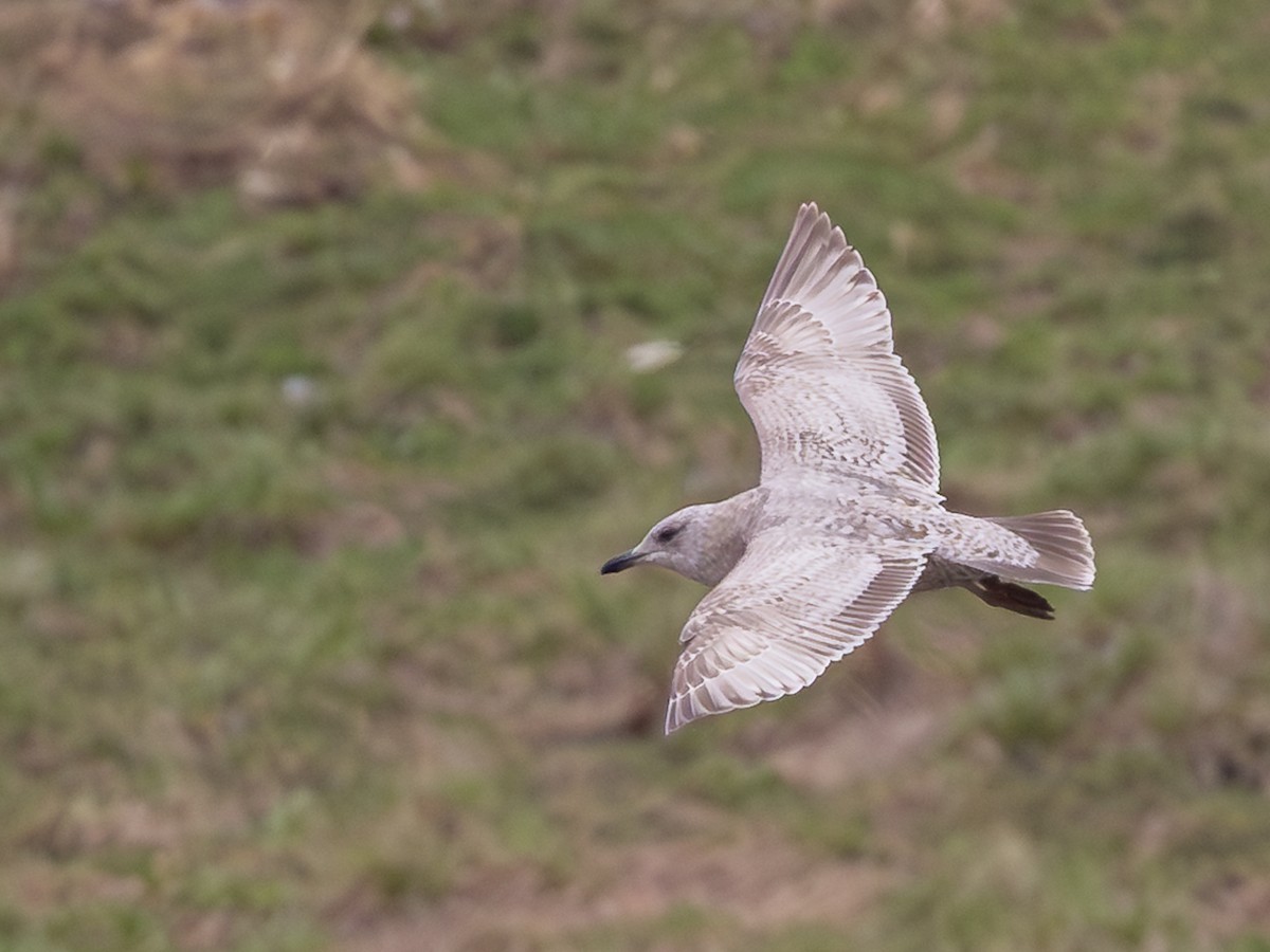 Iceland Gull (Thayer's) - ML632998020