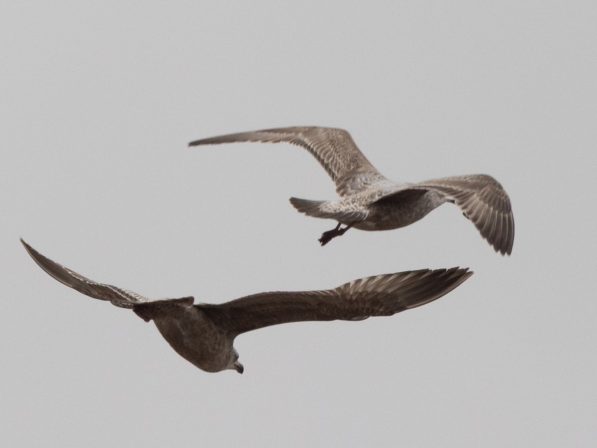 Iceland Gull (Thayer's) - ML632998023