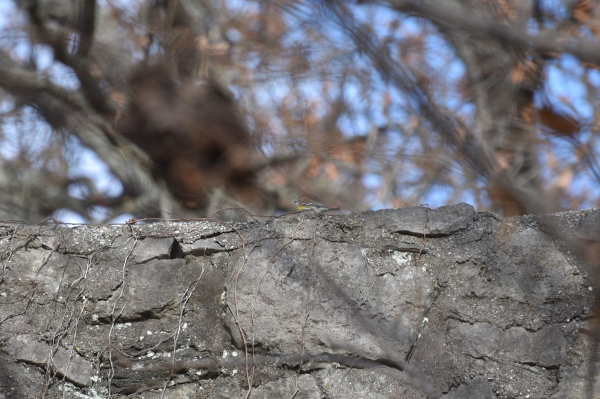 Yellow-rumped Warbler - ML632998041