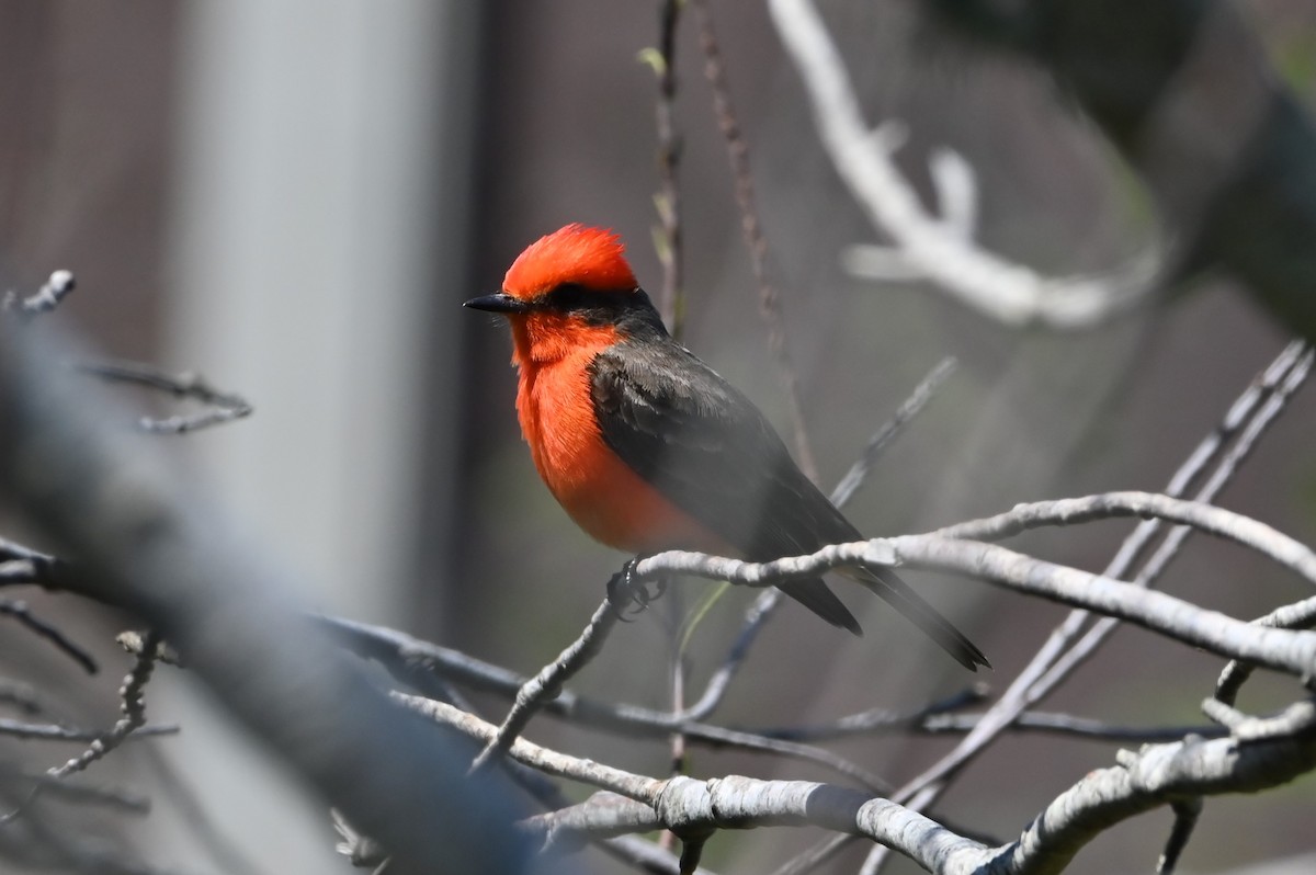 Vermilion Flycatcher - ML632998131