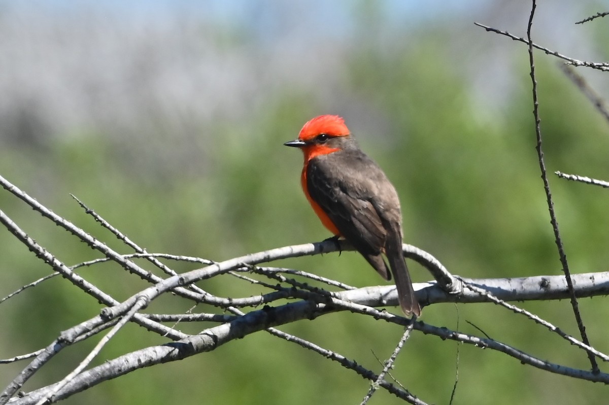 Vermilion Flycatcher - ML632998242
