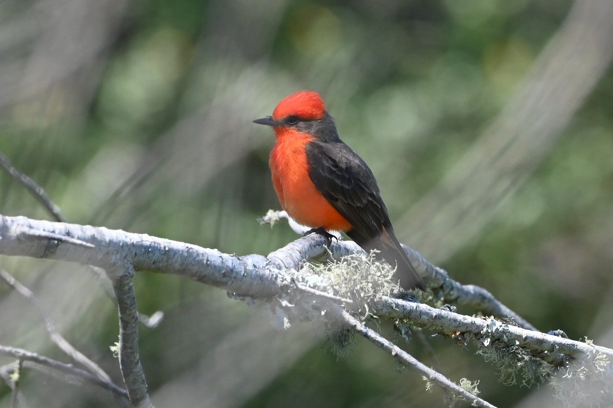 Vermilion Flycatcher - ML632998243