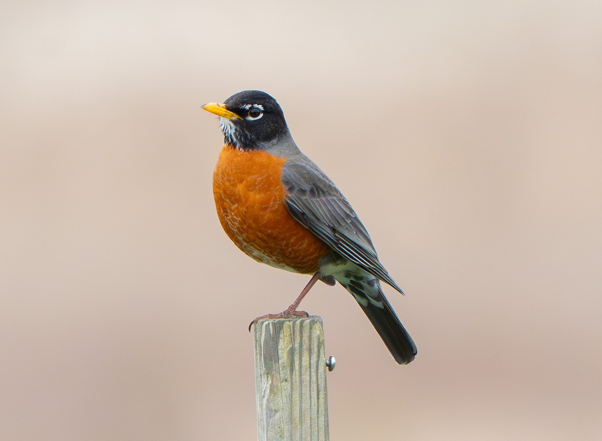 American Robin - ML632998295