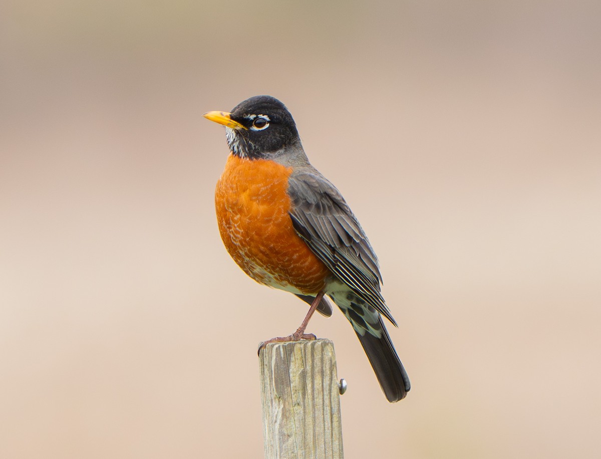 American Robin - ML632998296