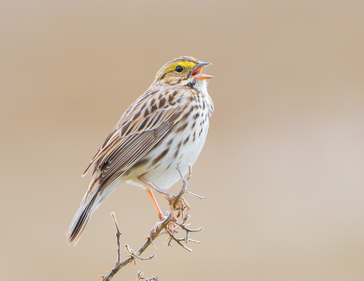Savannah Sparrow - ML632998334