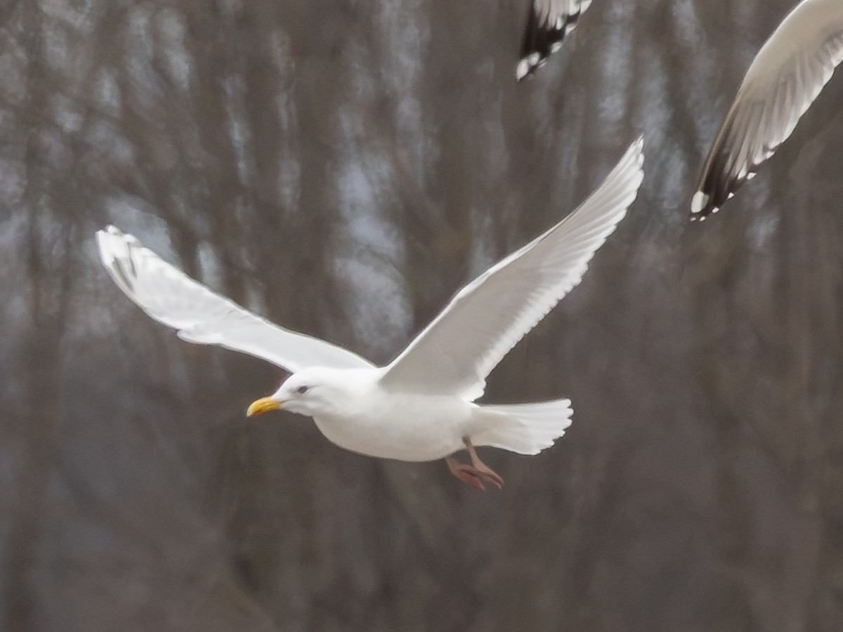 Iceland Gull (kumlieni) - ML632998347