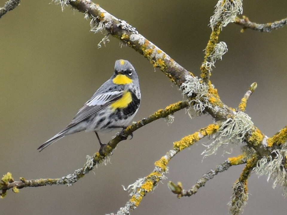 Yellow-rumped Warbler - ML632998528