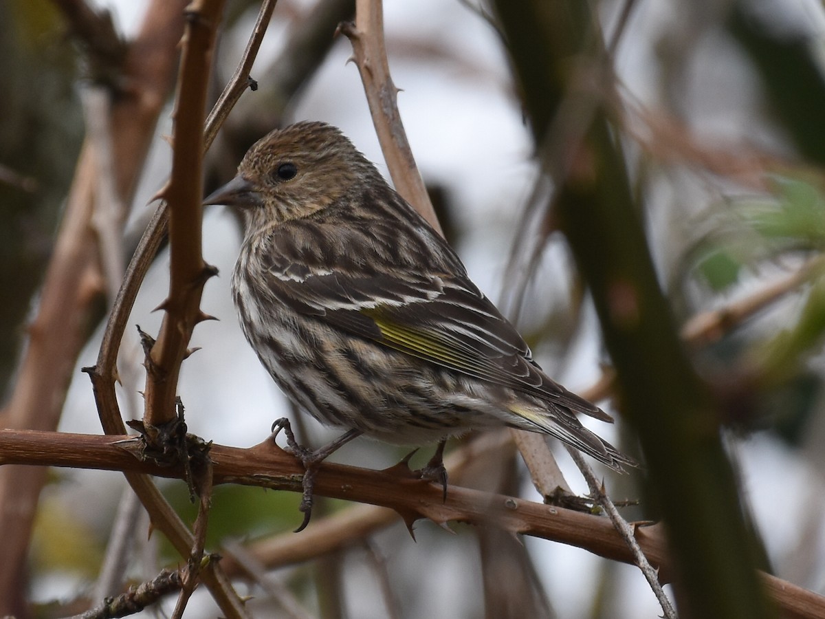 Pine Siskin - ML632998530