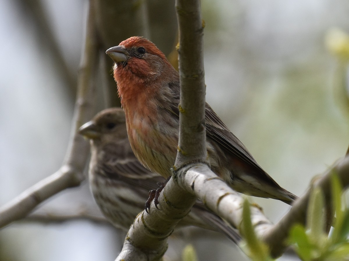 House Finch - ML632998535