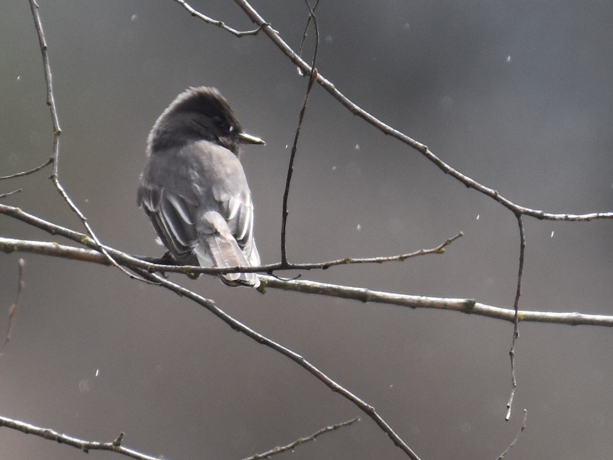 Black Phoebe - ML632998545
