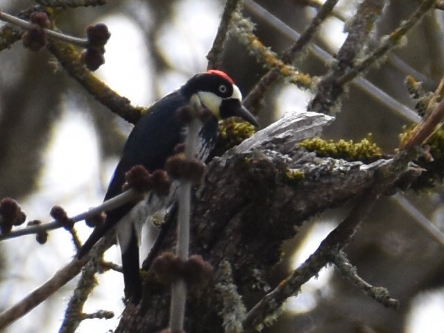 Acorn Woodpecker - ML632998548