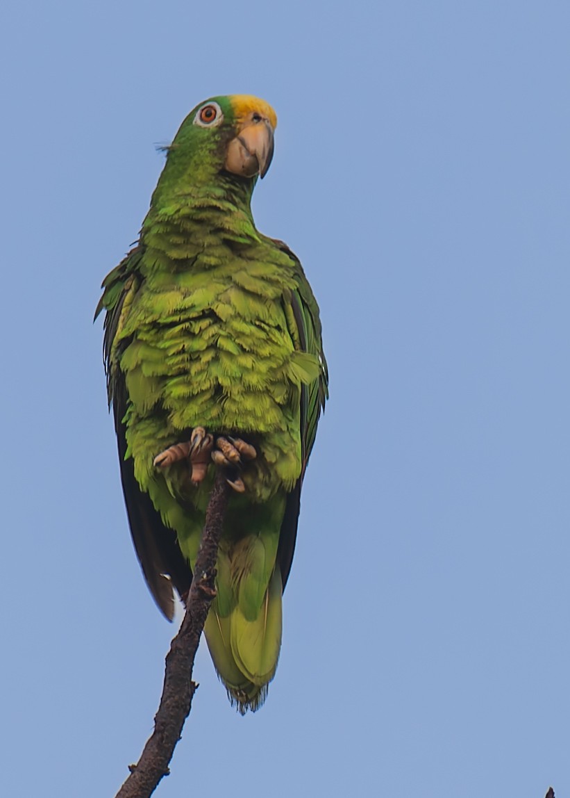 Yellow-crowned Amazon - ML632998549