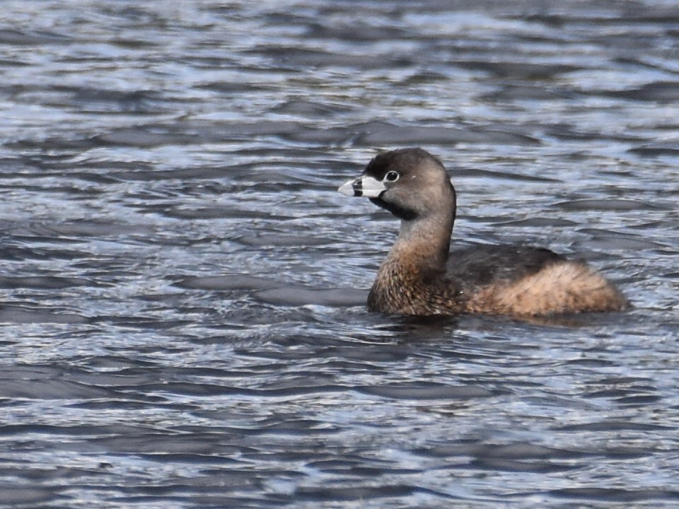Pied-billed Grebe - ML632998550