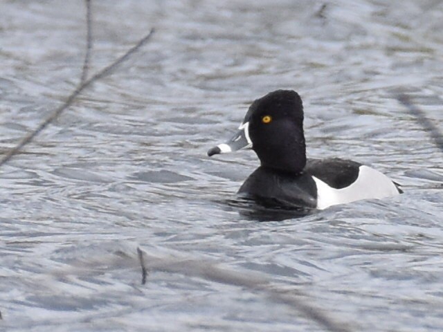 Ring-necked Duck - ML632998556