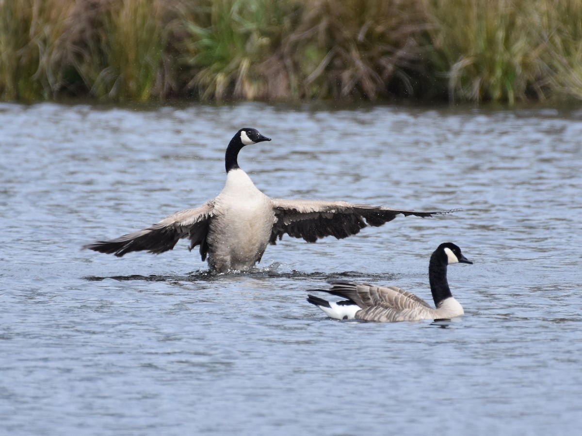 Canada Goose - ML632998562
