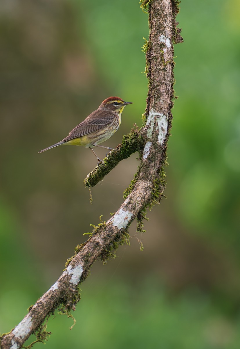 Palm Warbler - ML632998602