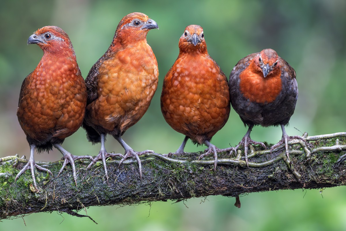 Chestnut Wood-Quail - Ryan Shean