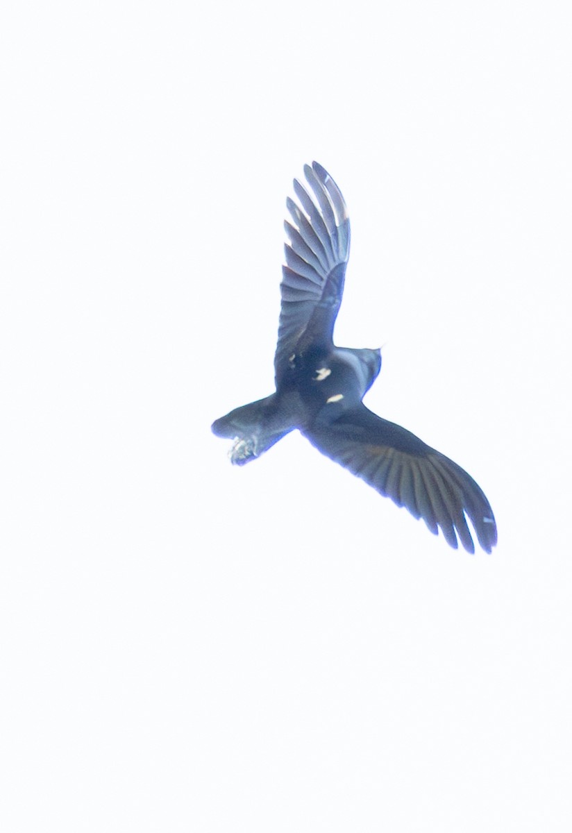 Chimney Swift - ML632999402