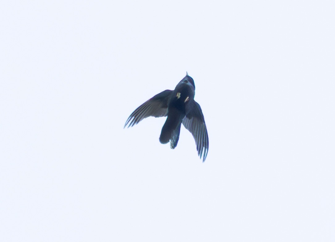Chimney Swift - ML632999403