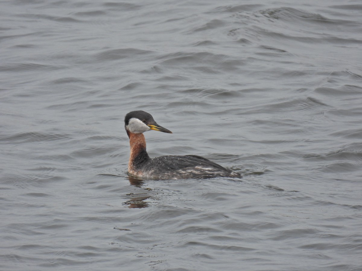 Red-necked Grebe - ML633000064