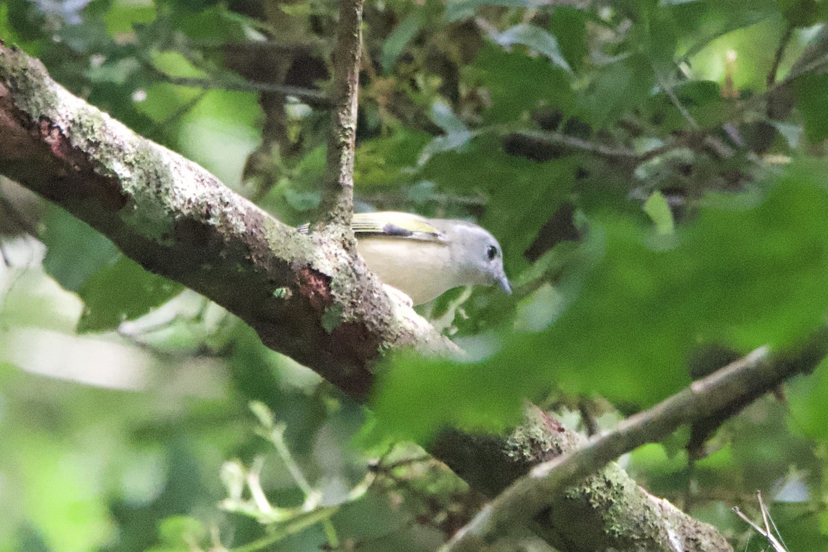 White-browed Shrike-Babbler (Gray-breasted) - ML633000203