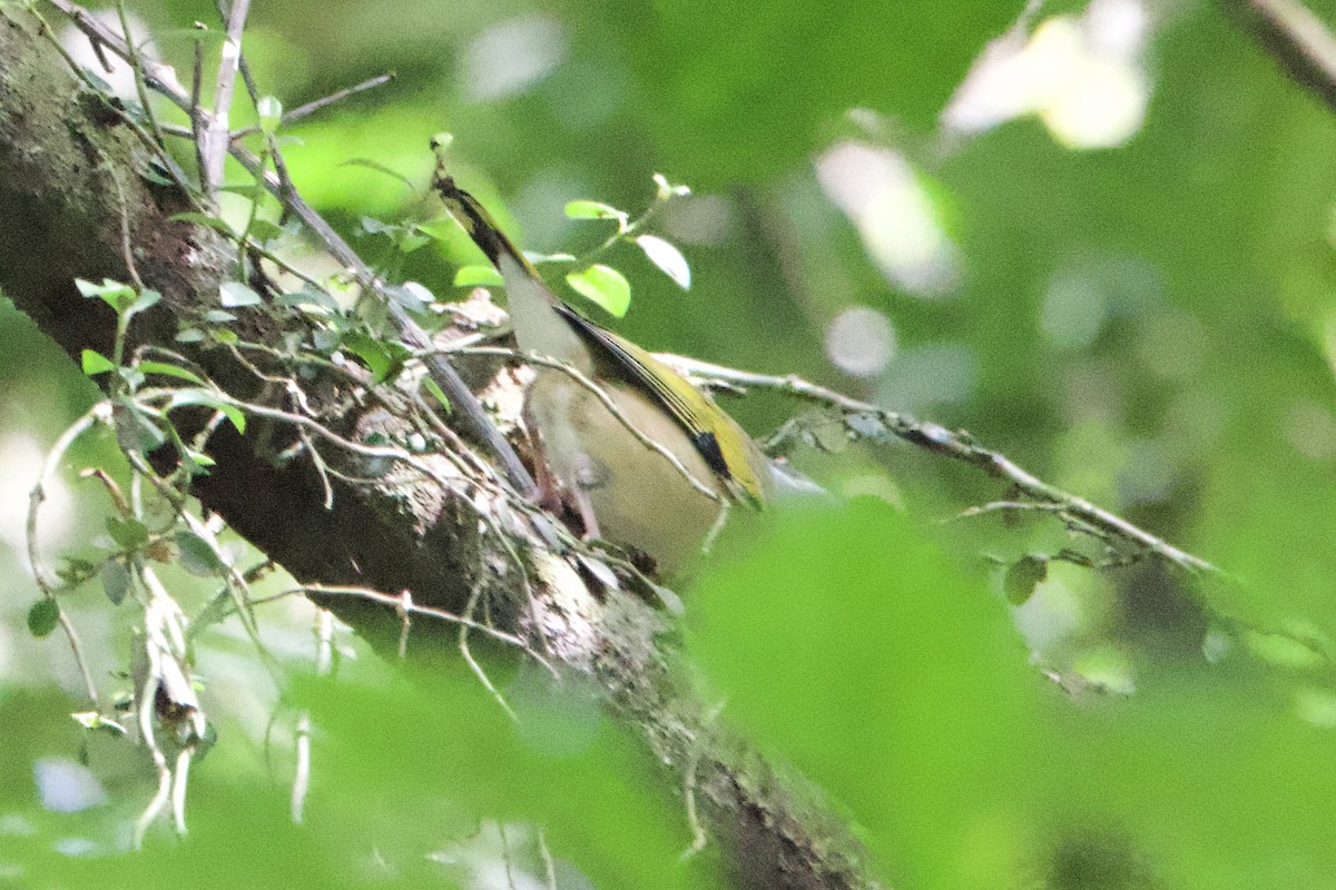 White-browed Shrike-Babbler (Gray-breasted) - ML633000204