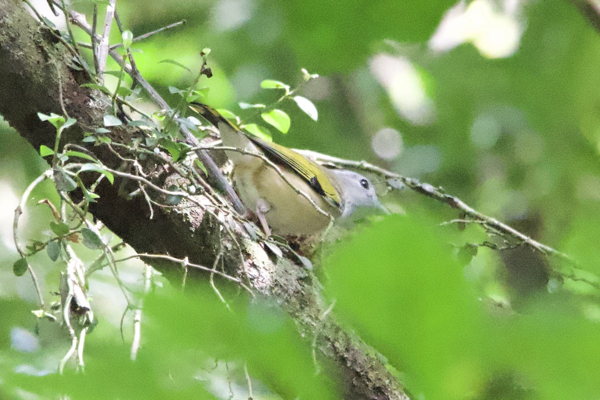 White-browed Shrike-Babbler (Gray-breasted) - ML633000205
