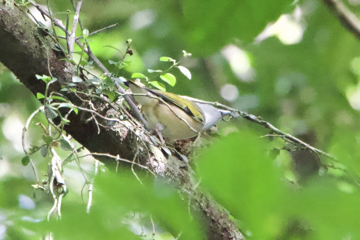 White-browed Shrike-Babbler (Gray-breasted) - ML633000206