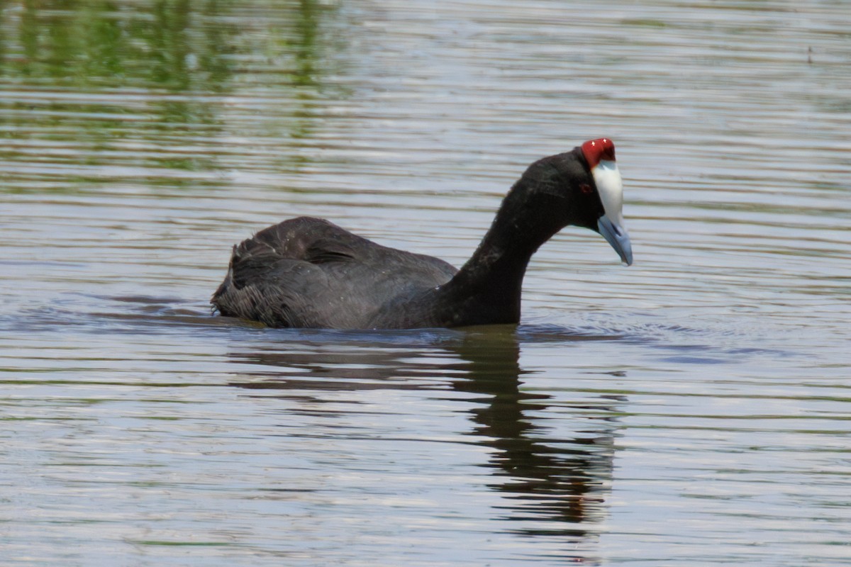 Red-knobbed Coot - Norman Graf