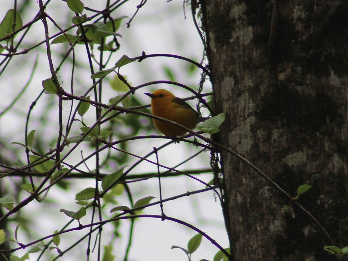 Prothonotary Warbler - ML633000287