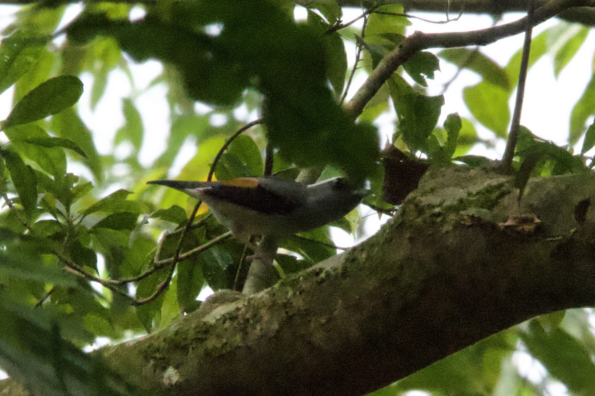 White-browed Shrike-Babbler (Gray-breasted) - ML633000379