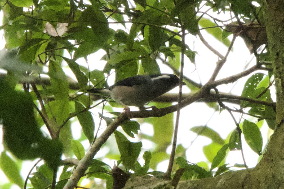 White-browed Shrike-Babbler (Gray-breasted) - ML633000380