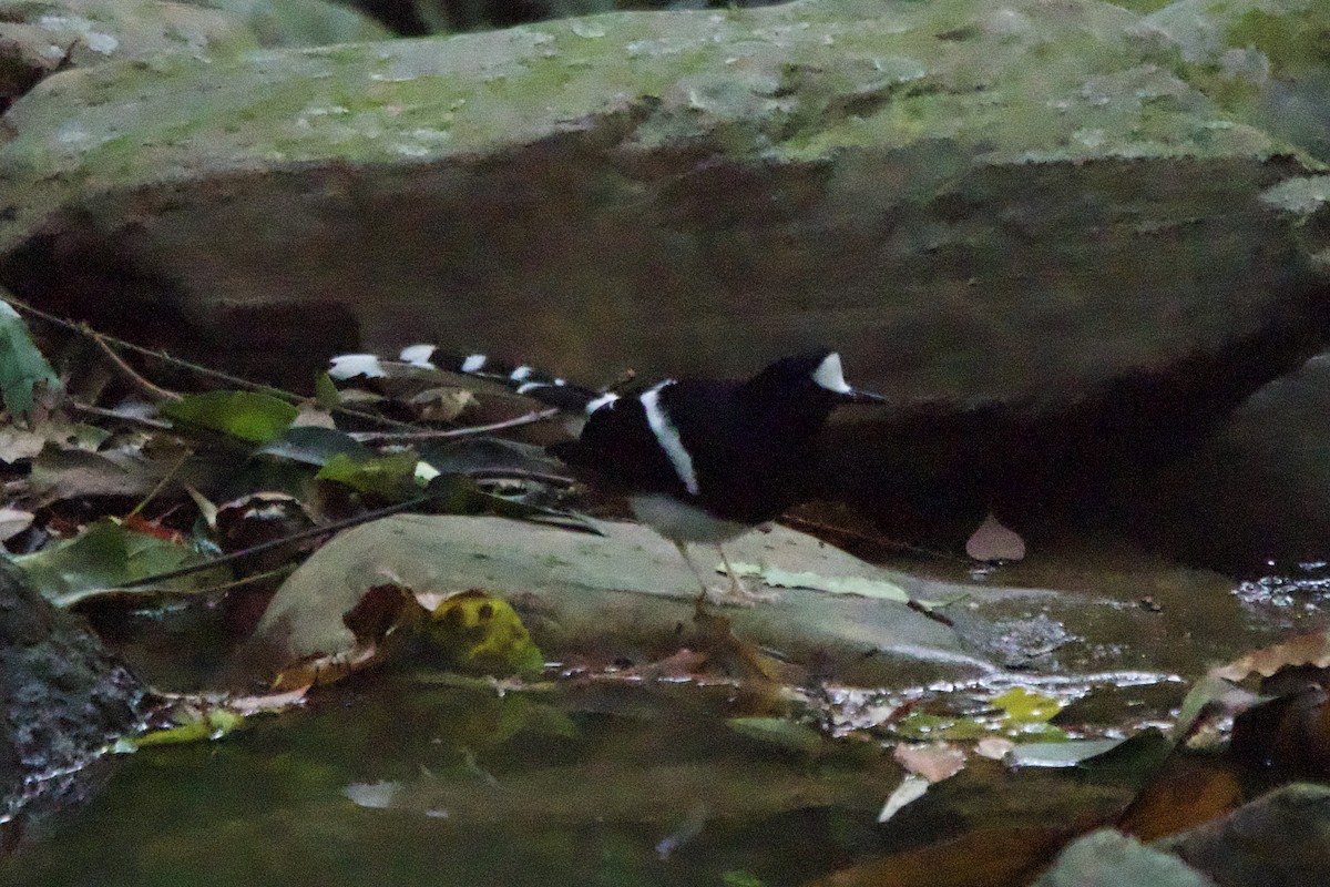 White-crowned Forktail (Northern) - ML633000446
