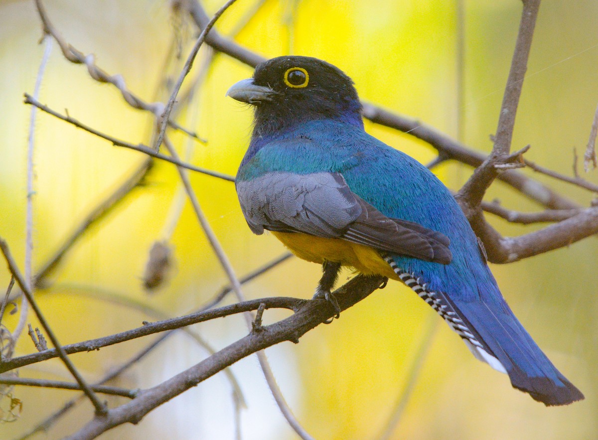 Gartered Trogon - ML633000613