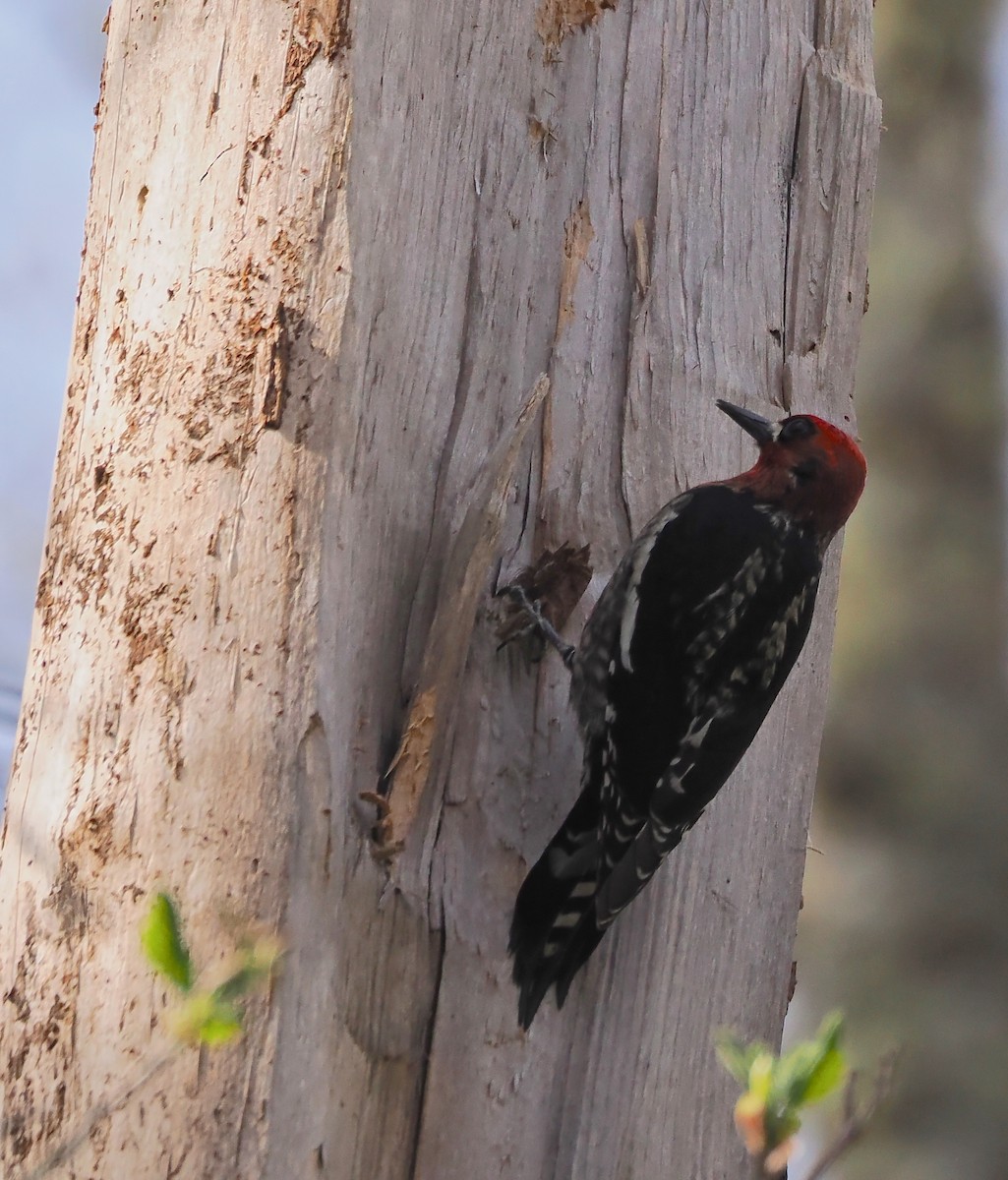 Red-breasted Sapsucker - ML633000725