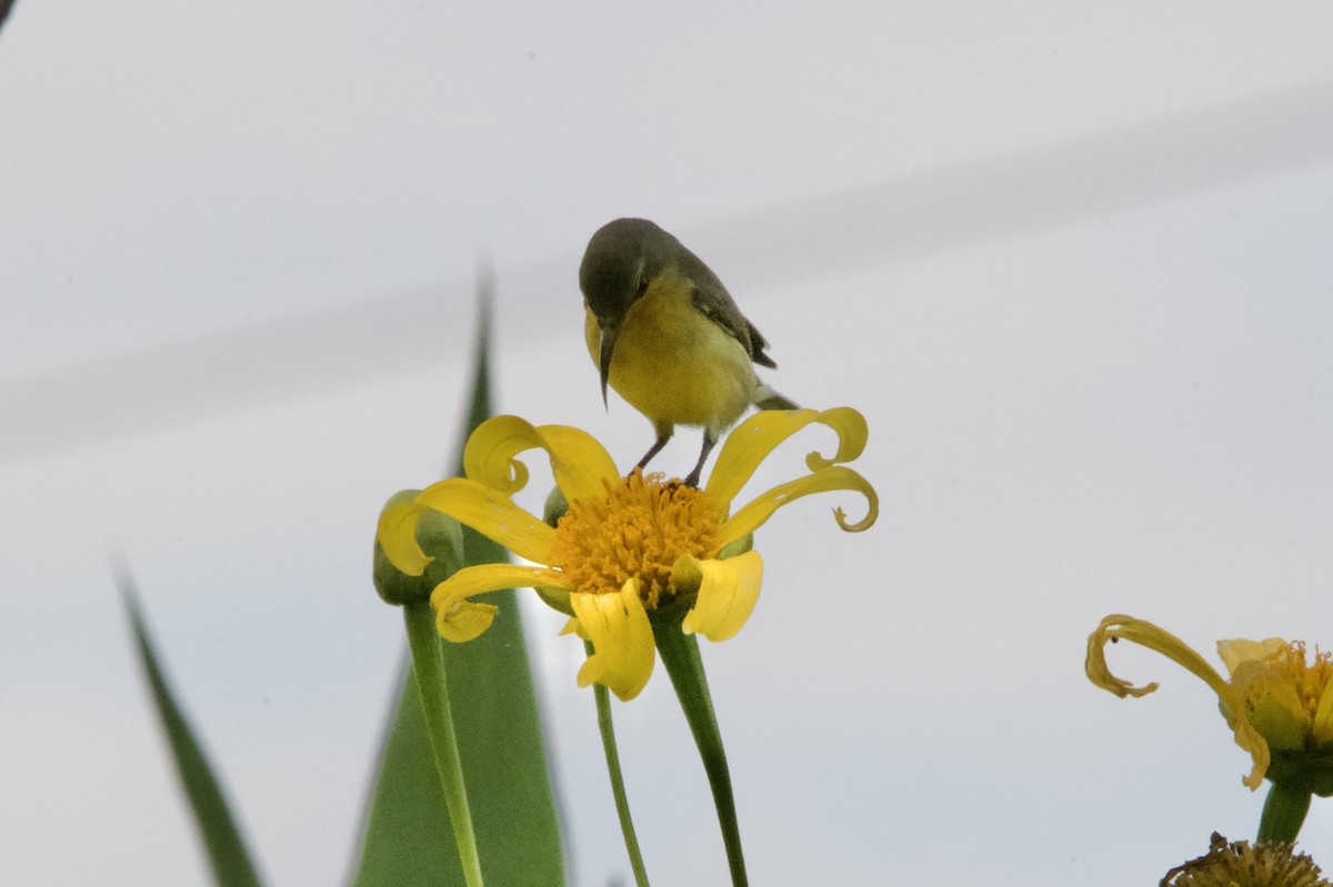 Ornate Sunbird (Cream-bellied) - ML633000754