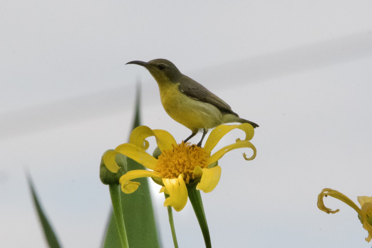 Ornate Sunbird (Cream-bellied) - ML633000755