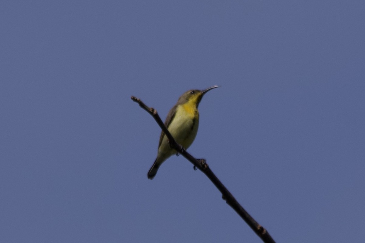 Ornate Sunbird (Cream-bellied) - ML633000773