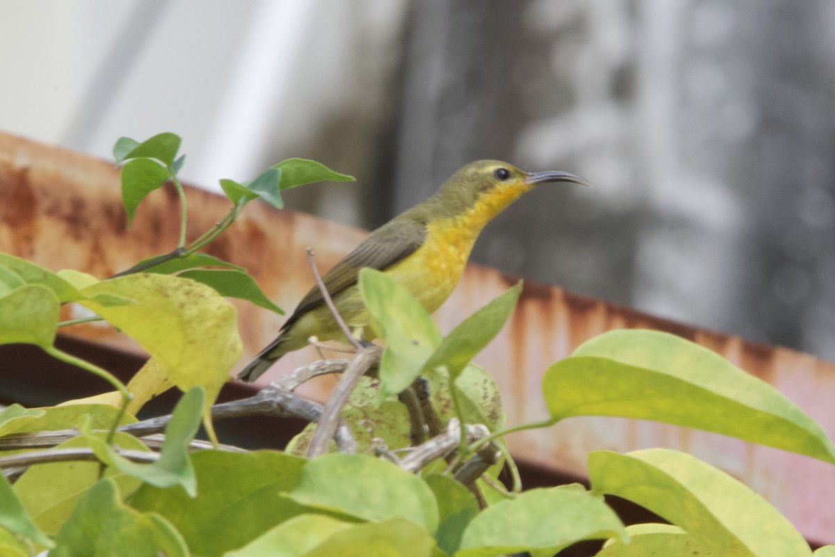 Ornate Sunbird (Cream-bellied) - ML633000774