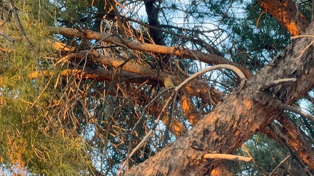 Хохлатый мухолов (phaeocercus/tenuirostris) - ML633000908