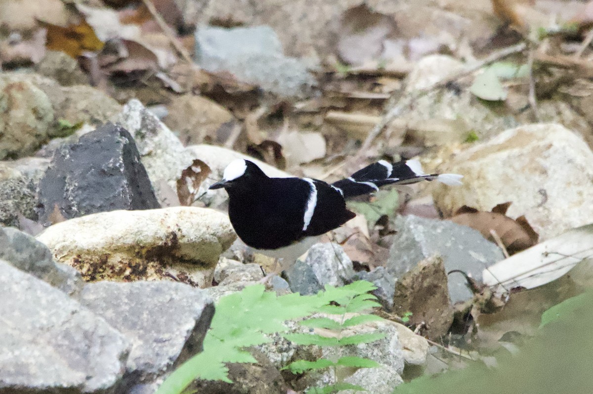 White-crowned Forktail (Northern) - ML633001271