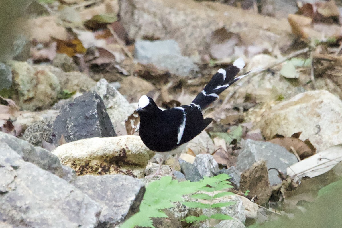 White-crowned Forktail (Northern) - ML633001272
