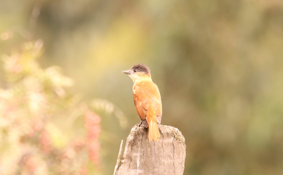 Crested Becard - ML633001295