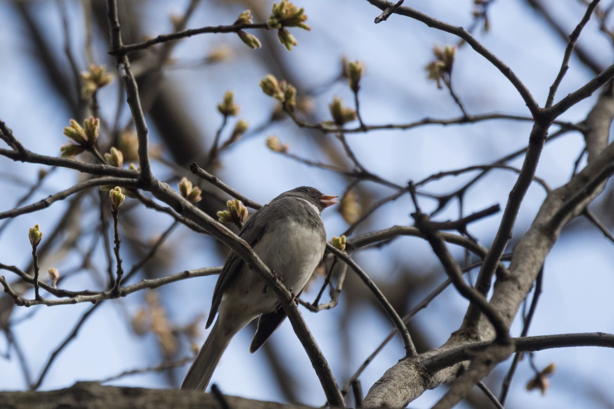 Dark-eyed Junco (Slate-colored) - ML633001442