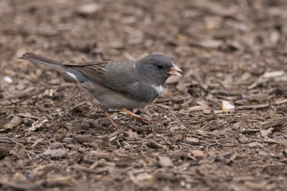 Dark-eyed Junco (Slate-colored) - ML633001448