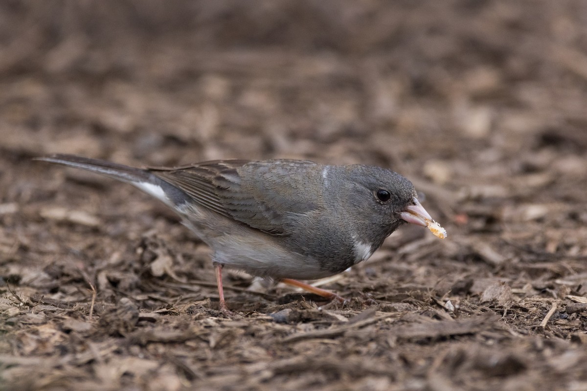 Dark-eyed Junco (Slate-colored) - ML633001451