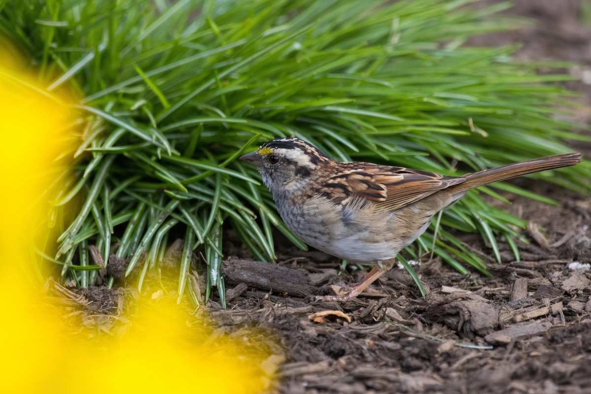 White-throated Sparrow - ML633001454
