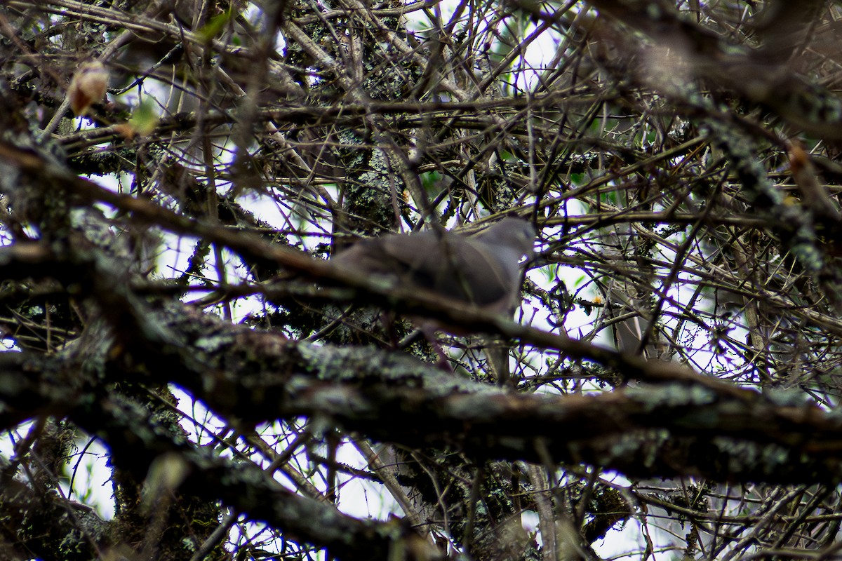 Large-tailed Dove - ML633001785