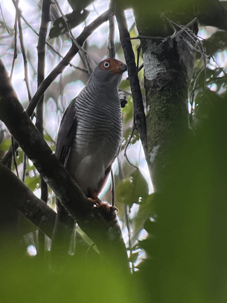 Lined Forest-Falcon - ML633001858